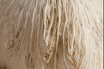 Lion's Mane